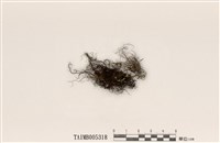 藏品(亞洲小孢髮衣)的圖片